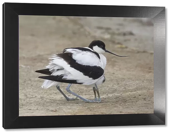13132639. Avocet - female gathering its chick under its wings - Germany Date