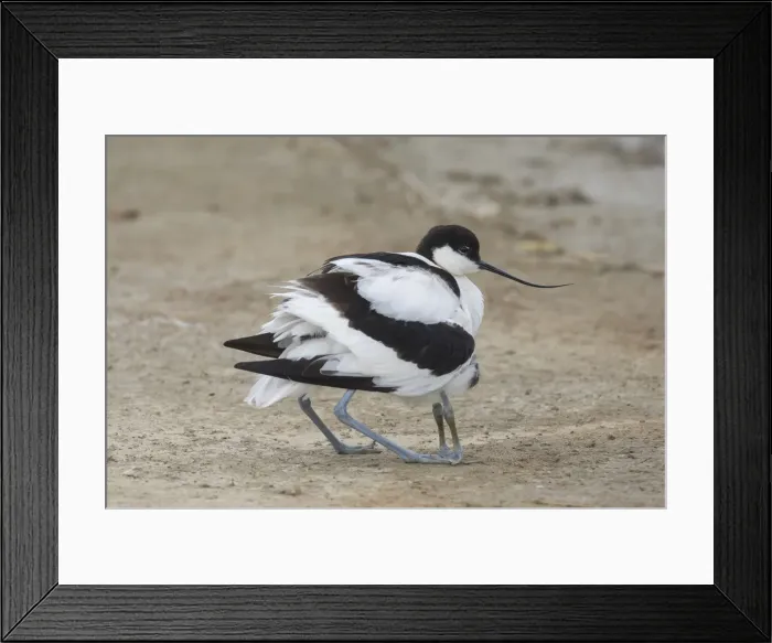 Framed Print : 13132639. Avocet - female gathering its chick under its wings - Germany Date Framed Print : 13132639. Avocet - female gathering its chick under its wings - Germany Date