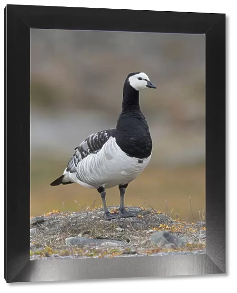 13132640. Barnacle Goose - adult goose - Norway Date