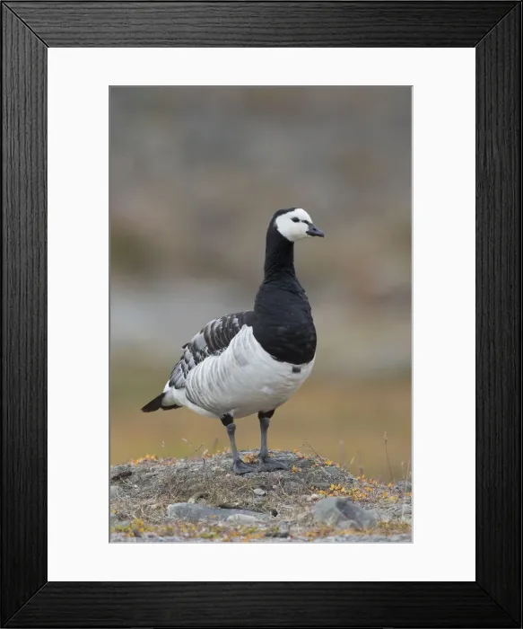 Framed Print : 13132640. Barnacle Goose - adult goose - Norway Date Framed Print : 13132640. Barnacle Goose - adult goose - Norway Date