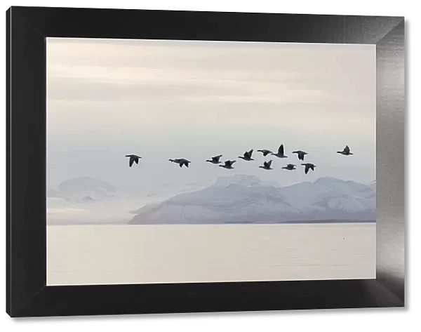 13132641. Barnacle Goose - flock in flight in actic landscape - Norway Date