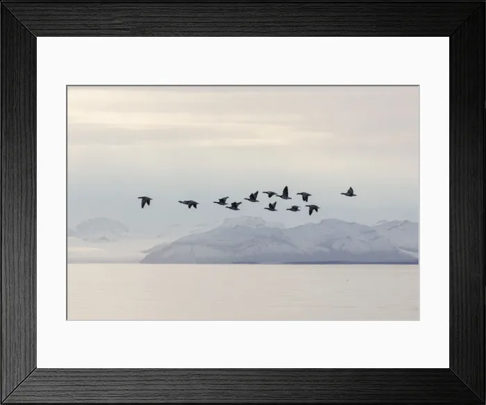 Framed Print : 13132641. Barnacle Goose - flock in flight in actic landscape - Norway Date Framed Print : 13132641. Barnacle Goose - flock in flight in actic landscape - Norway Date