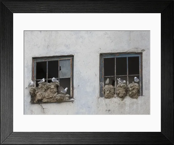 Framed Print : 13132645. Black-legged Kittiwake - nesting on a window frame - Svalbard, Norway Date Framed Print : 13132645. Black-legged Kittiwake - nesting on a window frame - Svalbard, Norway Date