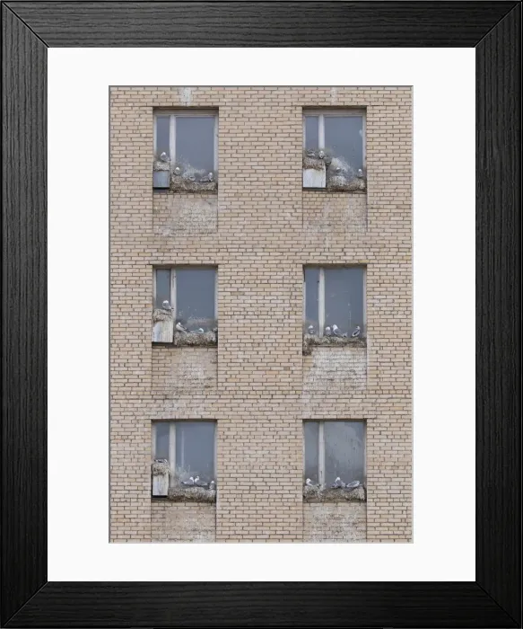 Framed Print : 13132646. Black-legged Kittiwake - nesting on a window frame - Svalbard, Norway Date Framed Print : 13132646. Black-legged Kittiwake - nesting on a window frame - Svalbard, Norway Date