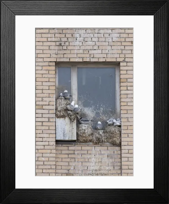 Framed Print : 13132647. Black-legged Kittiwake - nesting on a window frame - Svalbard, Norway Date Framed Print : 13132647. Black-legged Kittiwake - nesting on a window frame - Svalbard, Norway Date