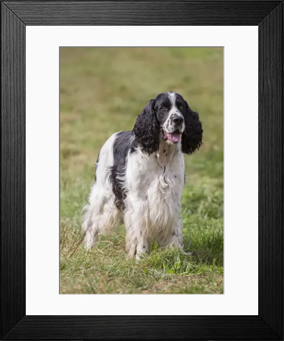 Framed Print : 13132651. English Springer Spaniel - adult dog standing in a meadow - Germany Date Framed Print : 13132651. English Springer Spaniel - adult dog standing in a meadow - Germany Date