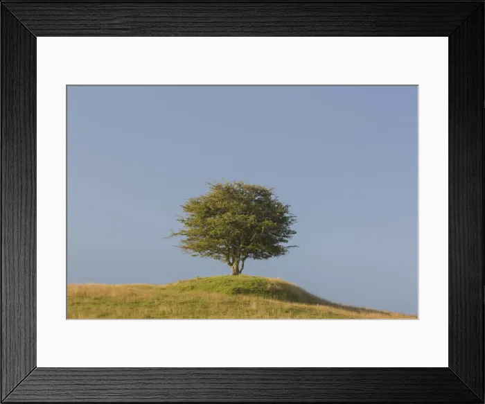 Framed Print : 13132654. Hawthorn, May - lonely tree, summer - Sweden Date