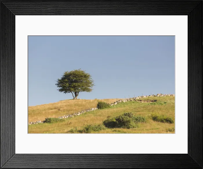Framed Print : 13132655. Hawthorn, May - lonely tree, summer - Sweden Date Framed Print : 13132655. Hawthorn, May - lonely tree, summer - Sweden Date