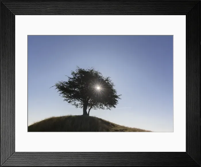 Framed Print : 13132657. Hawthorn, May - lonely tree, summer - Sweden Date Framed Print : 13132657. Hawthorn, May - lonely tree, summer - Sweden Date