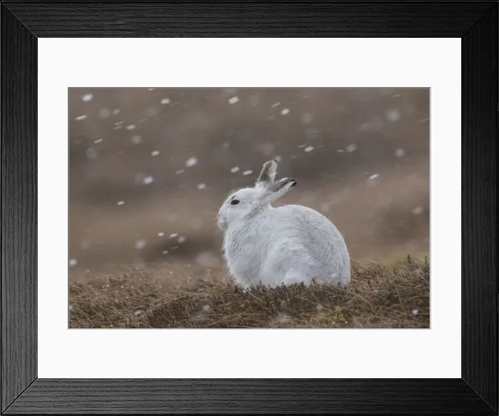 Framed Print : 13132665. Mountain Hare - adult hare in winter coat - Cairngorms National park Framed Print : 13132665. Mountain Hare - adult hare in winter coat - Cairngorms National park