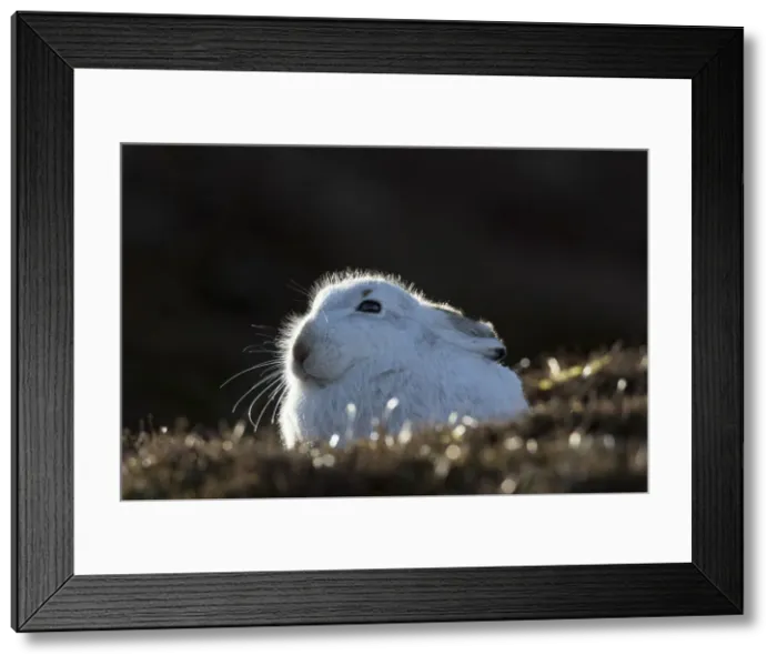 Framed Print : 13132666. Mountain Hare - adult hare in winter coat - Cairngorms National park Framed Print : 13132666. Mountain Hare - adult hare in winter coat - Cairngorms National park