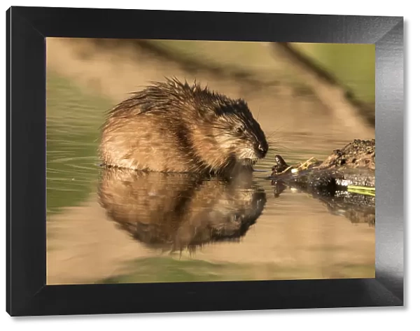 13132667. Muskrat - adult in shallow water - Germany Date