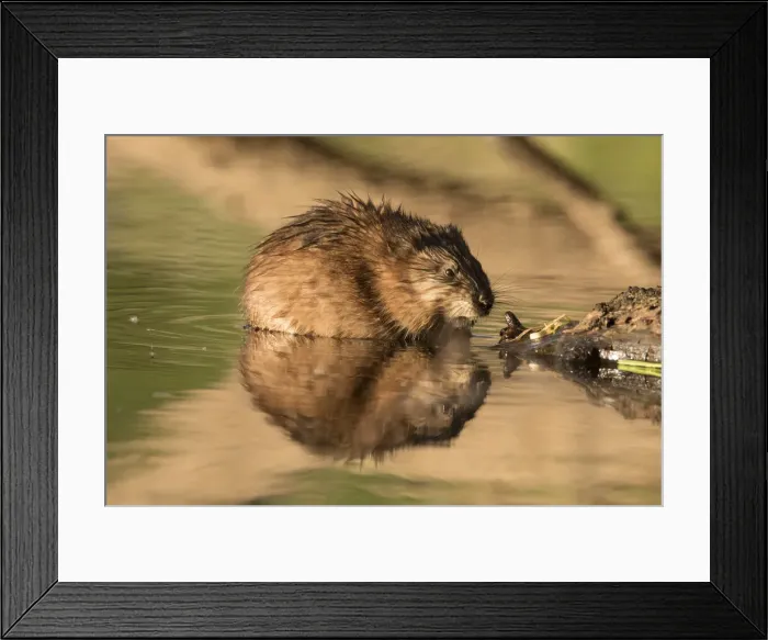 Framed Print : 13132667. Muskrat - adult in shallow water - Germany Date Framed Print : 13132667. Muskrat - adult in shallow water - Germany Date