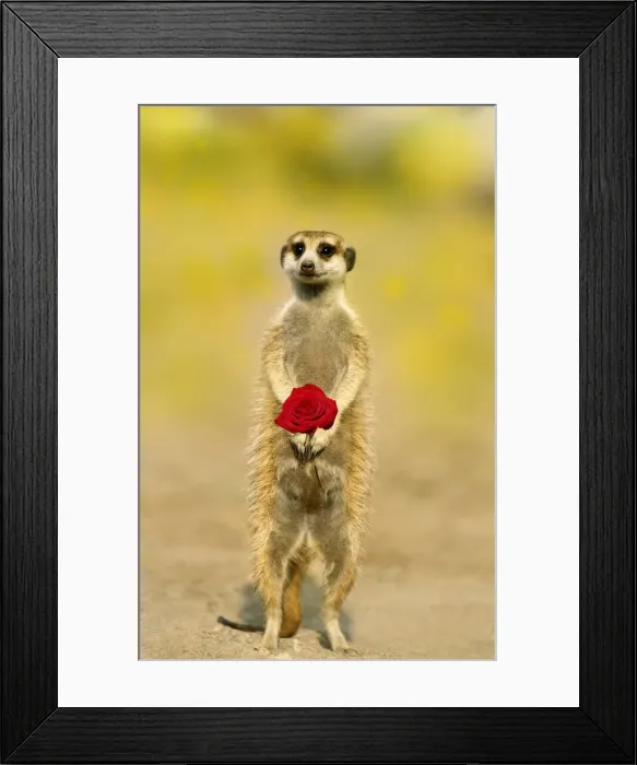 Framed Print : 13132668. Suricate / Meerkat, holding rose Date Framed Print : 13132668. Suricate / Meerkat, holding rose Date