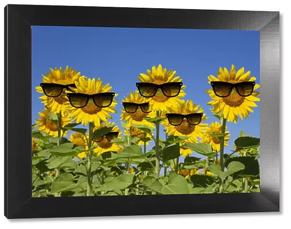 13132670. Sunflowers wearing sunglasses Date