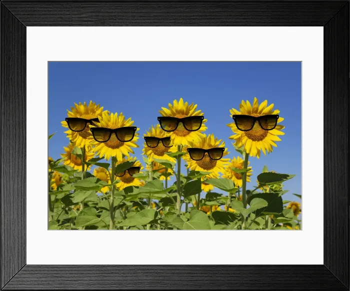 Framed Print : 13132670. Sunflowers wearing sunglasses Date Framed Print : 13132670. Sunflowers wearing sunglasses Date