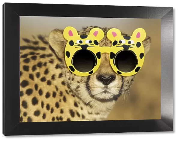 13132671. Cheetah, male wearing sunglasses Date