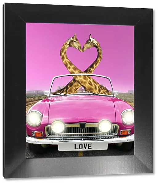 13132672. Giraffe pair necks in the shape of a heart, driving car, kissing Date