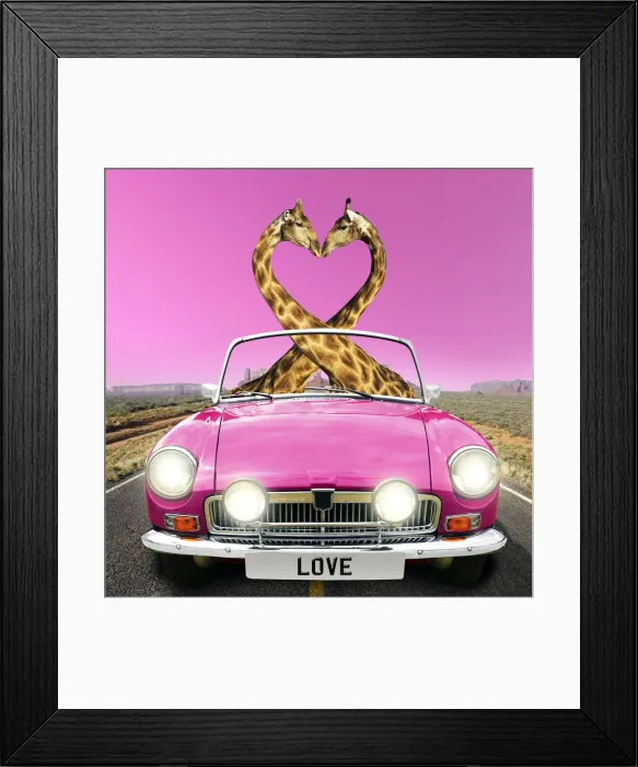 Framed Print : 13132672. Giraffe pair necks in the shape of a heart, driving car, kissing Date Framed Print : 13132672. Giraffe pair necks in the shape of a heart, driving car, kissing Date