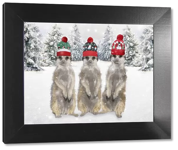 13132675. Meerkats with Christmas hats in winter snow scene Date