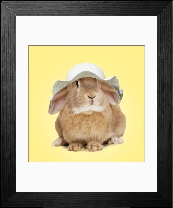 Framed Print : 13132676. Domestic Rabbit wearing an Easter bonnet Date Framed Print : 13132676. Domestic Rabbit wearing an Easter bonnet Date