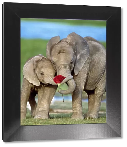 13131115. African Elephant, two calves with red rose and trunks together Date