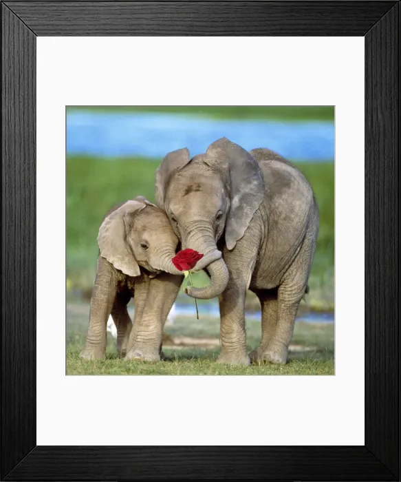 Framed Print : 13131115. African Elephant, two calves with red rose and trunks together Date Framed Print : 13131115. African Elephant, two calves with red rose and trunks together Date