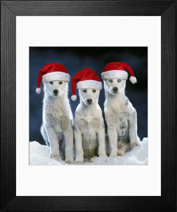 Framed Print : 13131729. Siberian husky Dogs - three sitting on snow wearing Christmas hats Date Framed Print : 13131729. Siberian husky Dogs - three sitting on snow wearing Christmas hats Date
