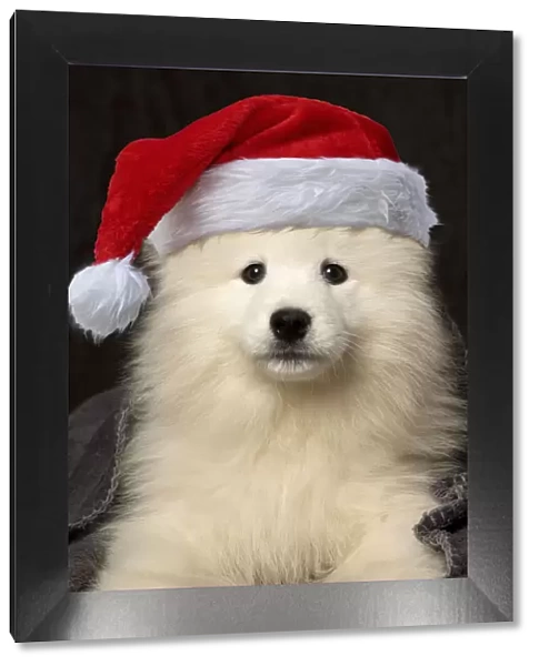 13131731. Samoyed Dog, puppy - 8 weeks old - under blanket wearing Christmas hat Date