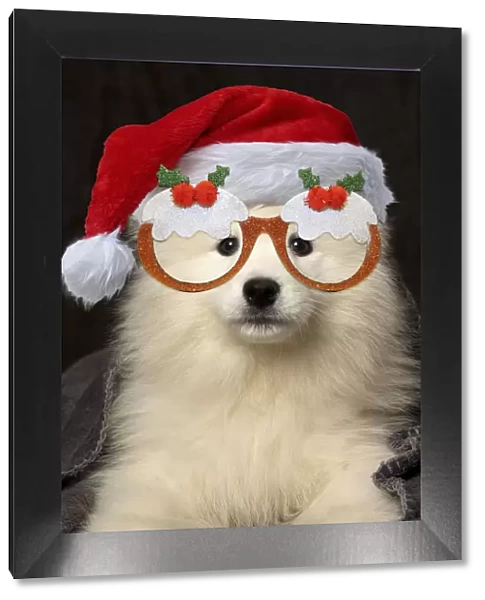 13131732. Samoyed Dog, puppy 8 weeks old under blanket wearing Christmas hat