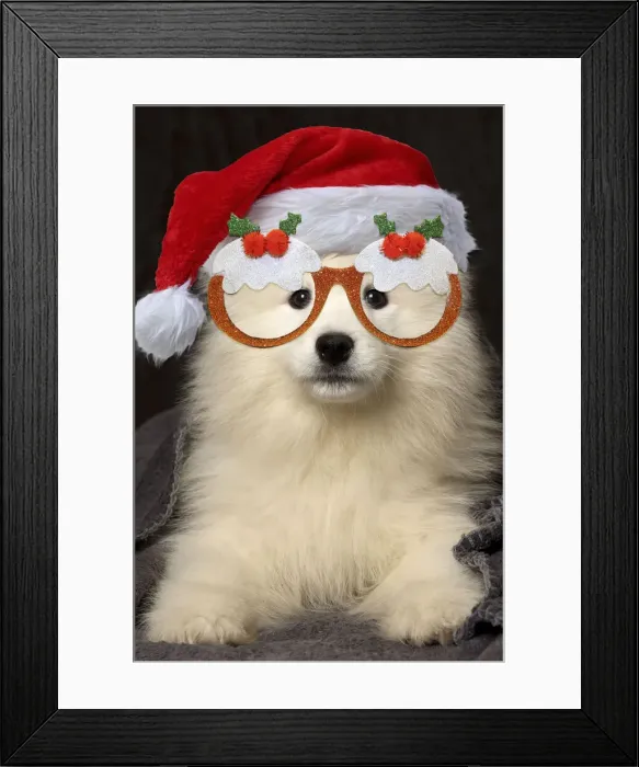 Framed Print : 13131732. Samoyed Dog, puppy 8 weeks old under blanket wearing Christmas hat Framed Print : 13131732. Samoyed Dog, puppy 8 weeks old under blanket wearing Christmas hat