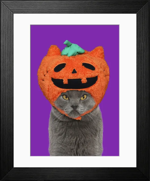 Framed Print : 13131735. Chartreux Cat, looking unhappy, grumpy wearing Halloween pumpkin hat Date Framed Print : 13131735. Chartreux Cat, looking unhappy, grumpy wearing Halloween pumpkin hat Date