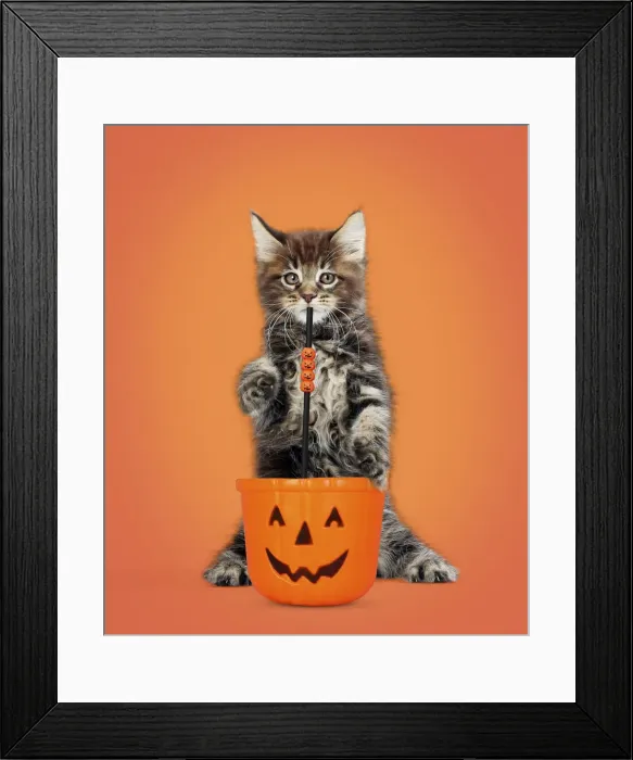 Framed Print : 13131736. Maine Coon Cat, kitten standing on hind legs drinking Framed Print : 13131736. Maine Coon Cat, kitten standing on hind legs drinking
