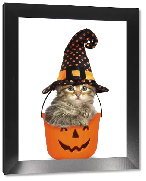 13131738. Siberian Cat, kitten in Halloween bucket wearing Witches hat Date