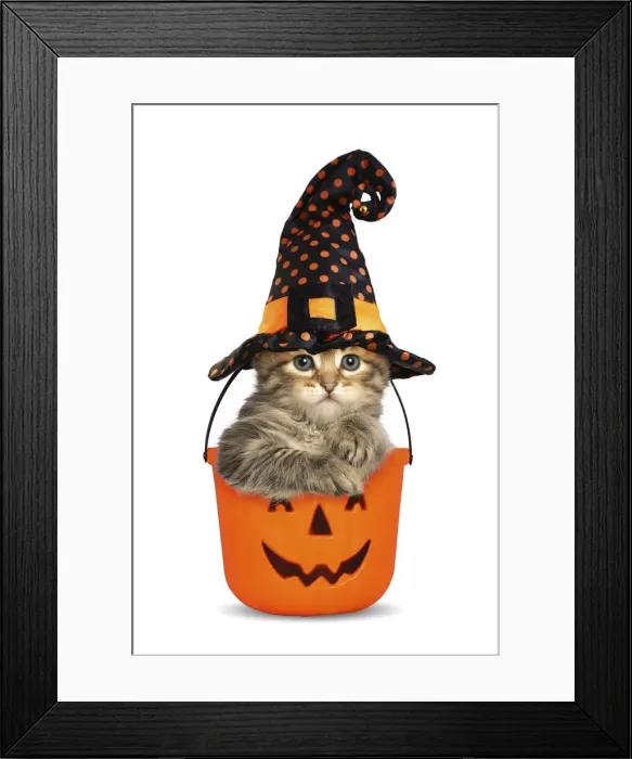 Framed Print : 13131738. Siberian Cat, kitten in Halloween bucket wearing Witches hat Date Framed Print : 13131738. Siberian Cat, kitten in Halloween bucket wearing Witches hat Date