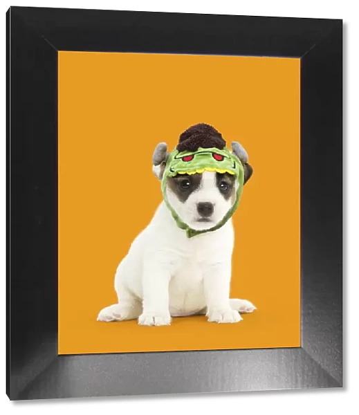 13131739. Jack Russell Terrier Dog, puppy wearing Frankenstein's monster hat Date