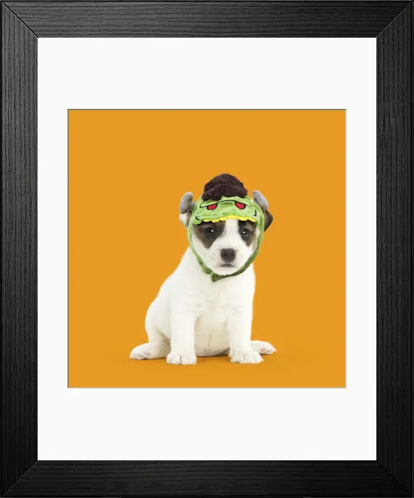 Framed Print : 13131739. Jack Russell Terrier Dog, puppy wearing Frankenstein's monster hat Date Framed Print : 13131739. Jack Russell Terrier Dog, puppy wearing Frankenstein's monster hat Date