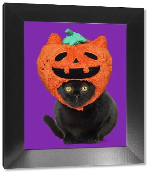 13131737. Bombay Cat, wearing Halloween pumpkin hat Date