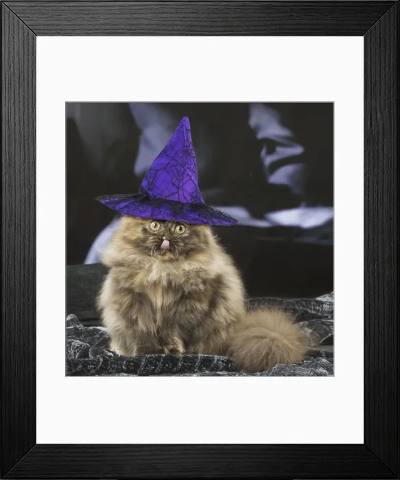 Framed Print : 13131746. Minuet cat indoors with witches hat Date Framed Print : 13131746. Minuet cat indoors with witches hat Date