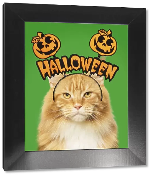13131747. Ginger Maine Coon Cat, with halloween prop Date