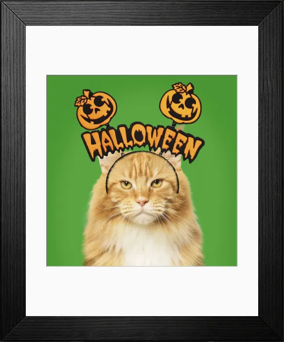 Framed Print : 13131747. Ginger Maine Coon Cat, with halloween prop Date