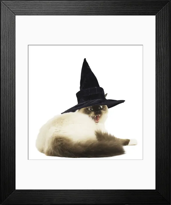 Framed Print : 13131748. Ragdoll cat in wearing withches hat Date Framed Print : 13131748. Ragdoll cat in wearing withches hat Date