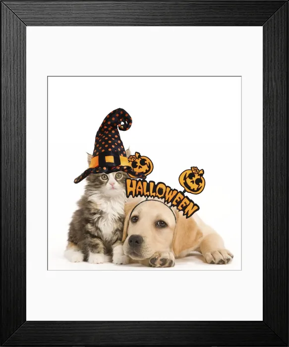 Framed Print : 13131743. Cat Framed Print : 13131743. Cat
