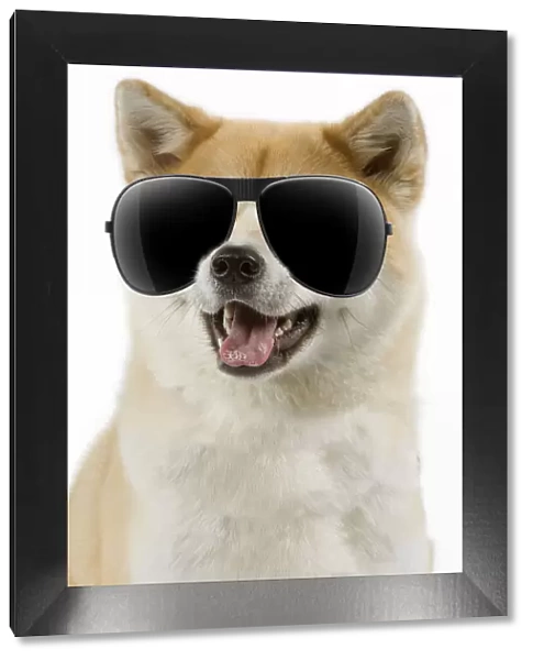13131751. Akita Dog, wearing sunglasses mouth open Date