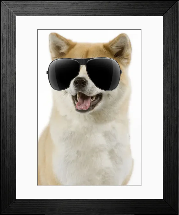 Framed Print : 13131751. Akita Dog, wearing sunglasses mouth open Date Framed Print : 13131751. Akita Dog, wearing sunglasses mouth open Date