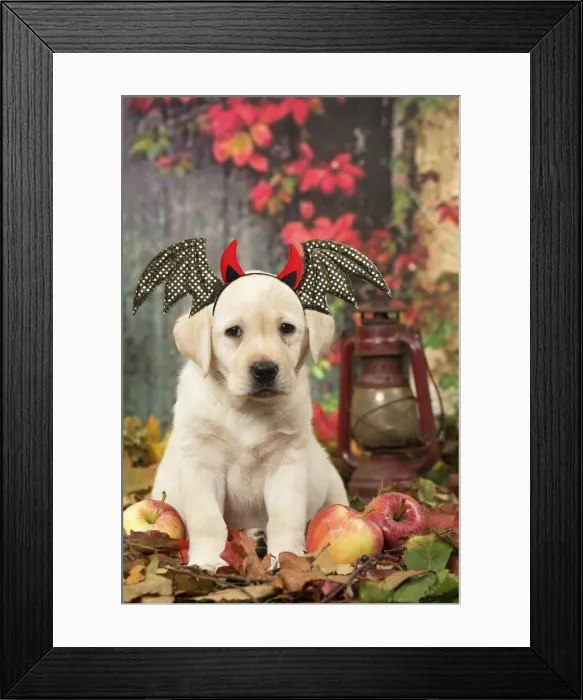 Framed Print : 13131749. Yellow Labrador puppy outdoors in autumn wearing batwing headband Date Framed Print : 13131749. Yellow Labrador puppy outdoors in autumn wearing batwing headband Date