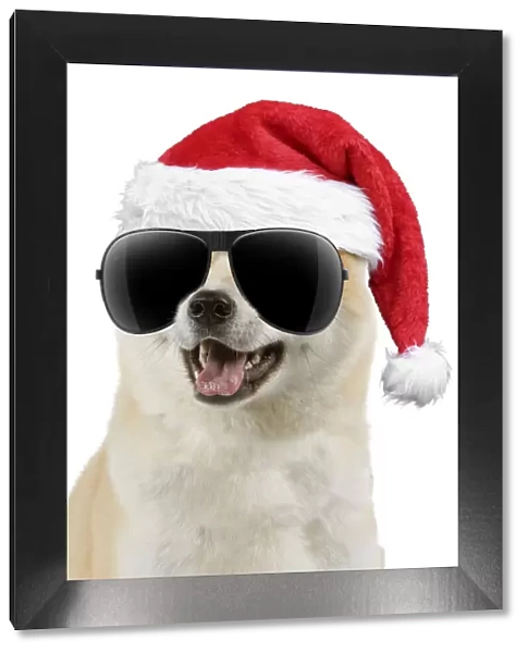 13131752. Akita Dog, wearing Christmas hat and sunglasses mouth open Date