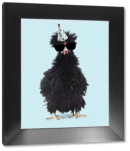 13131756. Bantam Lyonnaise Chicken - Black and frizzled plumage wearing sunglasses