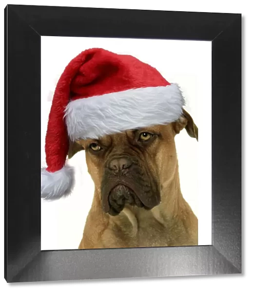 13131757. Dog - Dogue de Bordeaux  /  Bordeaux  /  French Mastiff wearing Christmas hat Date