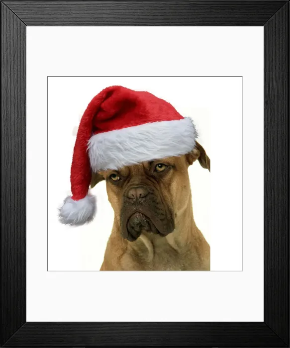 Framed Print : 13131757. Dog - Dogue de Bordeaux / Bordeaux / French Mastiff wearing Christmas hat Date Framed Print : 13131757. Dog - Dogue de Bordeaux / Bordeaux / French Mastiff wearing Christmas hat Date